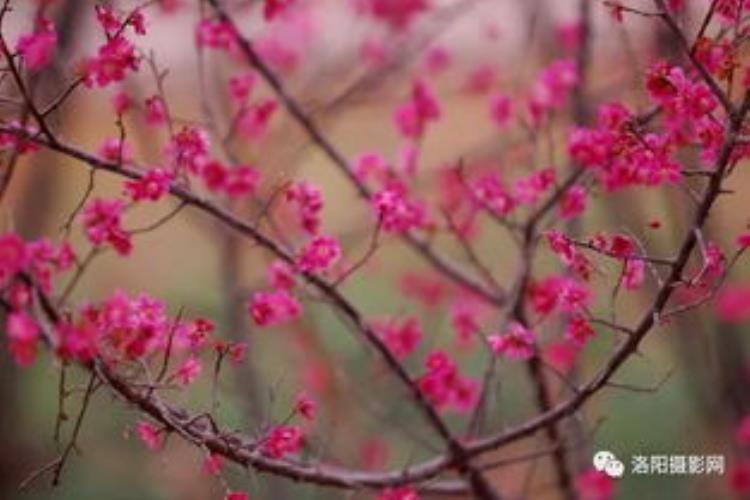 又见蓝花楹花开,依然如故!享受紫色花海「消息花悄然盛放一起云赏蓝紫色花海」