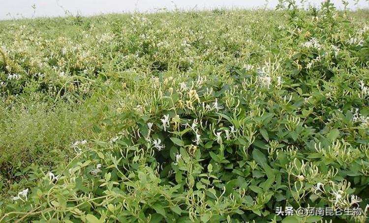 金银花叶子发黄怎么治疗「中药材金银花重茬根腐用什么药好叶子发黄怎样治黄叶病的防治」