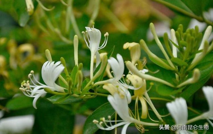 金银花叶子发黄怎么治疗「中药材金银花重茬根腐用什么药好叶子发黄怎样治黄叶病的防治」