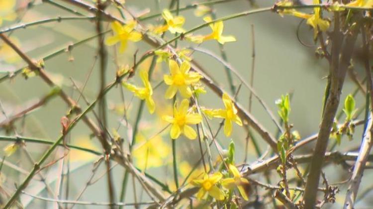 又见蓝花楹花开,依然如故!享受紫色花海「消息花悄然盛放一起云赏蓝紫色花海」