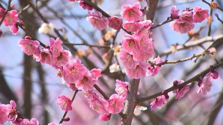 又见蓝花楹花开,依然如故!享受紫色花海「消息花悄然盛放一起云赏蓝紫色花海」