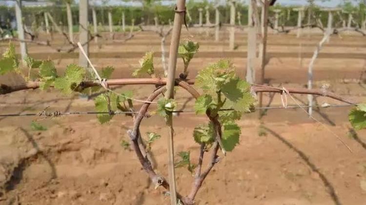 葡萄在几月份发芽「3月到4月下旬葡萄萌芽快速生长期这些农事要点你知道吗」