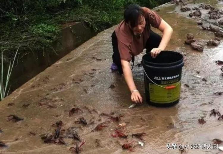 小龙虾浮出水面「水里明明有小龙虾为什么捕捞不上来这几个小技巧绝对管用」