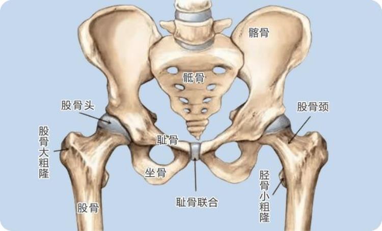 屁股骨头疼走路都疼是怎么回事「一走路屁股就疼怎么回事骨科医生只需2招就能找到病根」