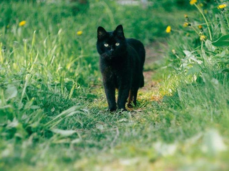 养猫为什么不养黑色的猫「老人家常说养猫别养黑色的这是为何」