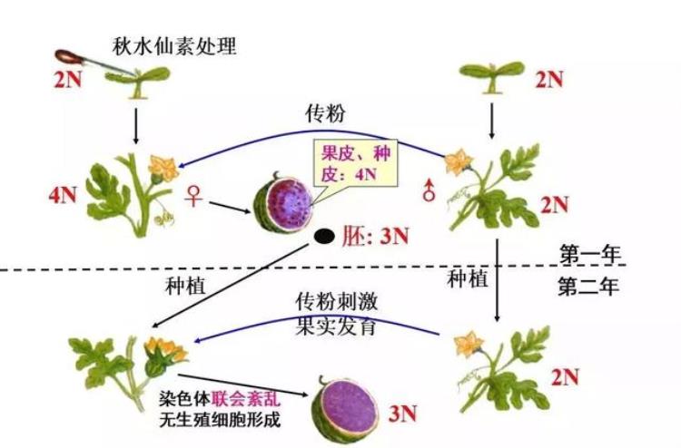 高三生物染色体变异「高考生物染色体变异专题详解学起来」