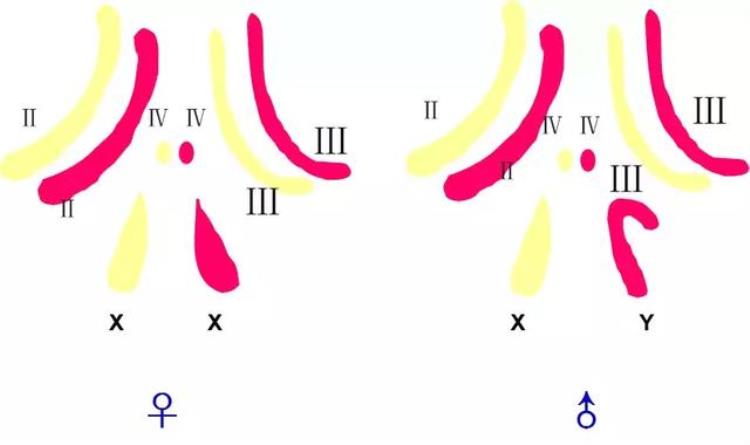 高三生物染色体变异「高考生物染色体变异专题详解学起来」