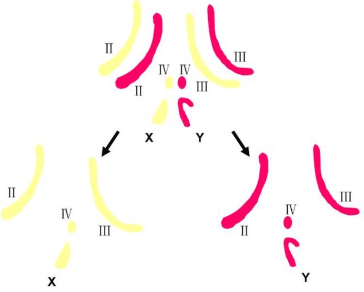 高三生物染色体变异「高考生物染色体变异专题详解学起来」