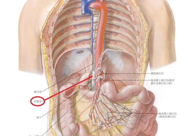 乳糜池与胸导管「人体解剖学胸导管乳糜池」