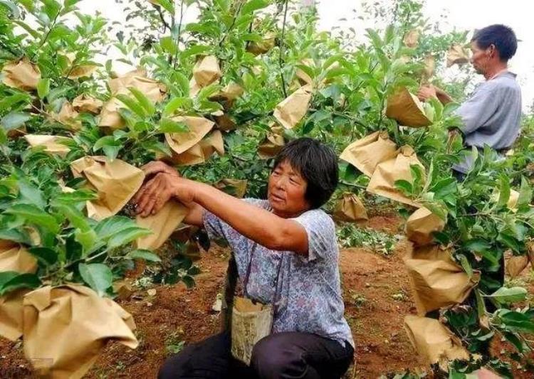 有套苹果袋的机器没有吗「太难了苹果套一个袋009元找不到工人」