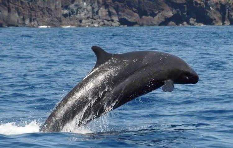 水族馆里的虎鲸「网传虎鲸是黑白相间的为什么我在水族馆见的虎鲸却一身漆黑」