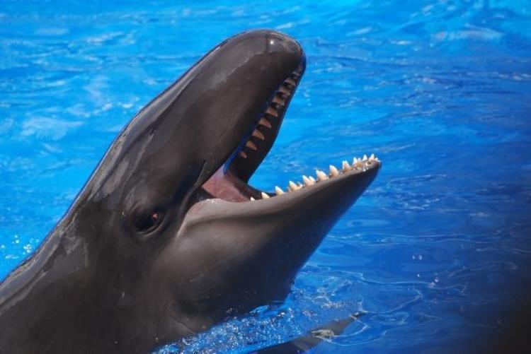 水族馆里的虎鲸「网传虎鲸是黑白相间的为什么我在水族馆见的虎鲸却一身漆黑」