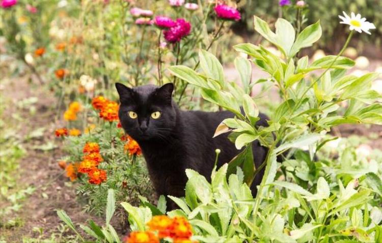 养猫为什么不养黑色的猫「老人家常说养猫别养黑色的这是为何」