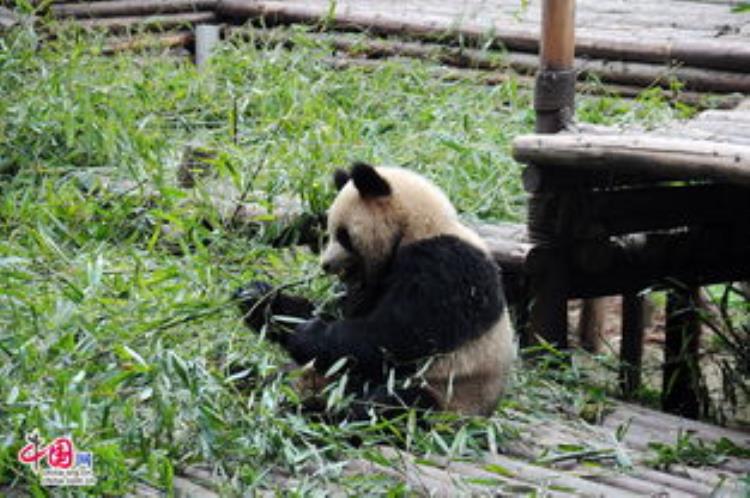 大熊猫的黑白皮毛有什么作用「大熊猫素有活化石之称为何毛发却以黑白色为主有保护作用吗」