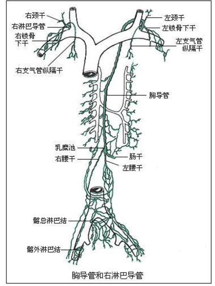 乳糜池与胸导管「人体解剖学胸导管乳糜池」