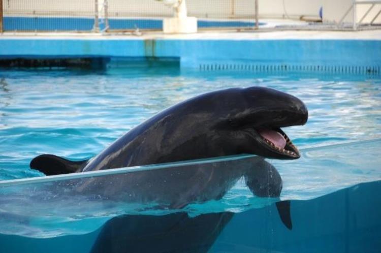 水族馆里的虎鲸「网传虎鲸是黑白相间的为什么我在水族馆见的虎鲸却一身漆黑」