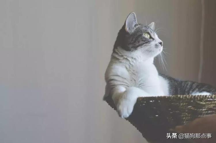 怎么预防猫走丢「喵猫咪走失原因及预防措施」