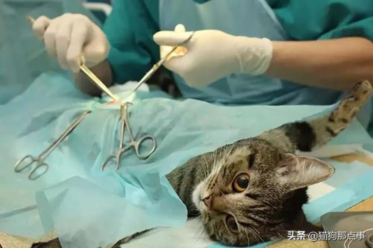 怎么预防猫走丢「喵猫咪走失原因及预防措施」