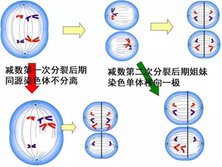 高三生物染色体变异「高考生物染色体变异专题详解学起来」