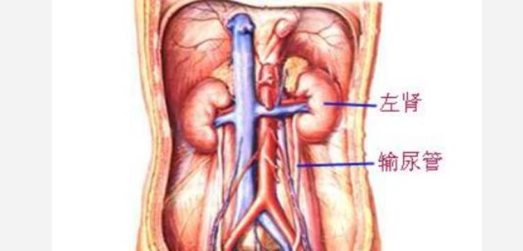 左下腹部疼痛大概有几种原因「出现左下腹疼痛别大意常见病因有4种医生告诉您该怎么办」