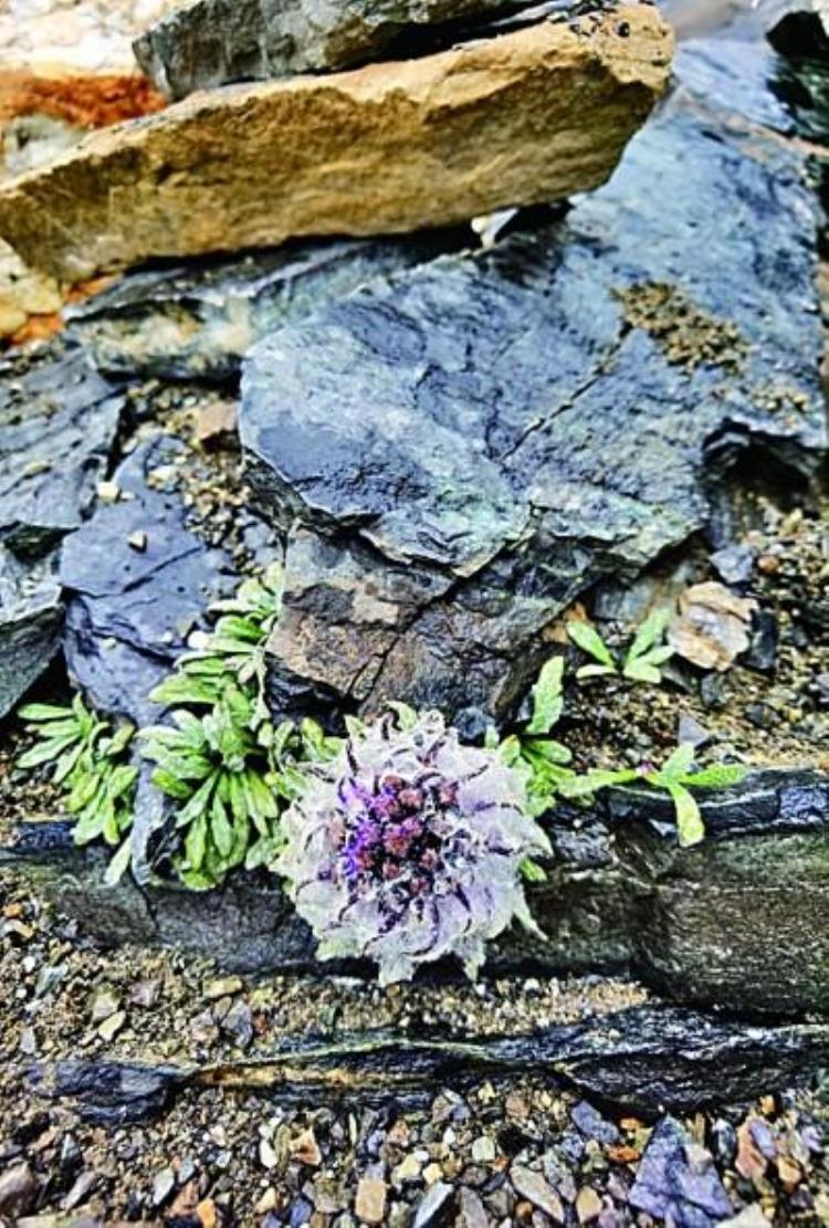 为野生生物种质资源打造生命之舟「为野生生物种质资源打造生命之舟」