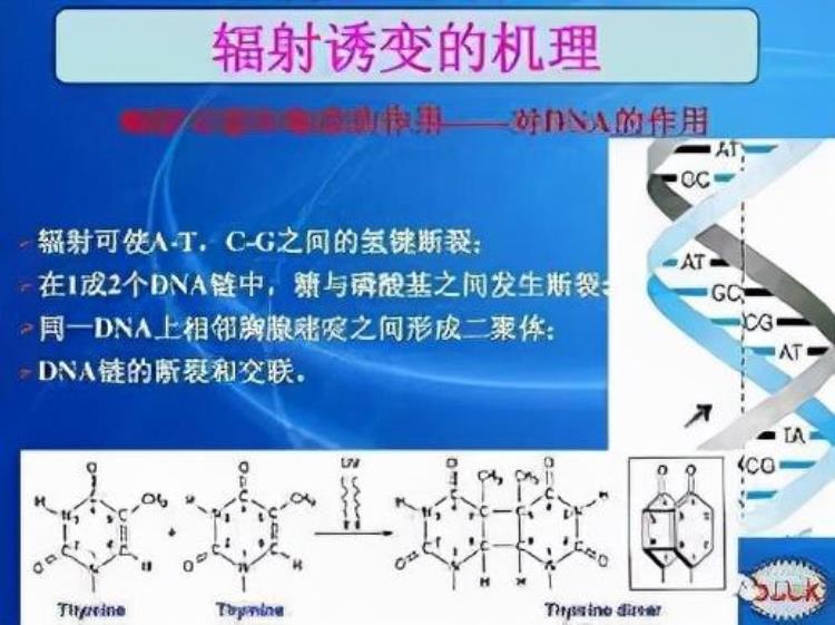 辐射会让人基因突变吗「太空辐射能让人基因突变甚至死亡为什么还能让植物种子变高产」