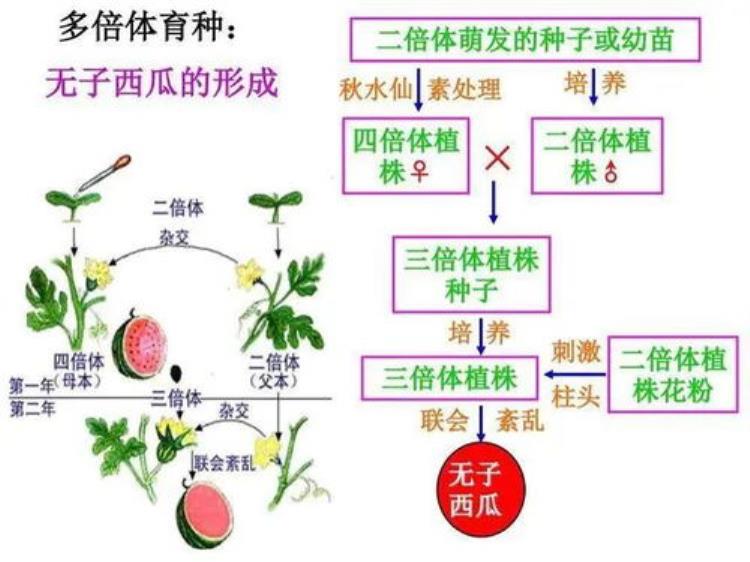 辐射会让人基因突变吗「太空辐射能让人基因突变甚至死亡为什么还能让植物种子变高产」