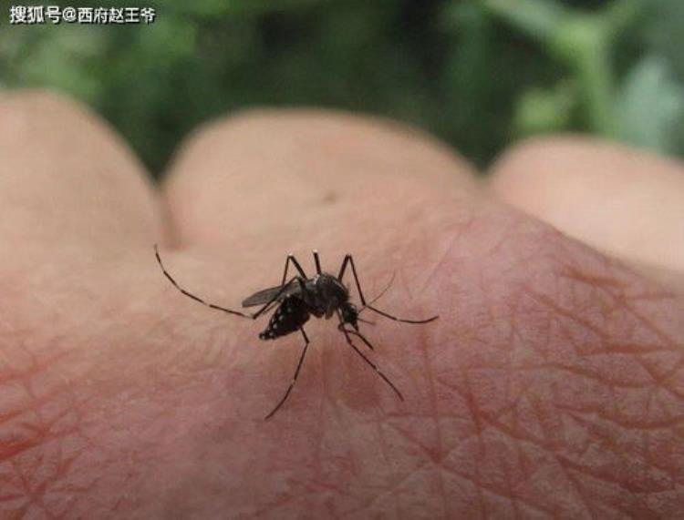 花蚊子特别多「农村的花蚊子越来越多过去没见过现在成了灾赶快防治」