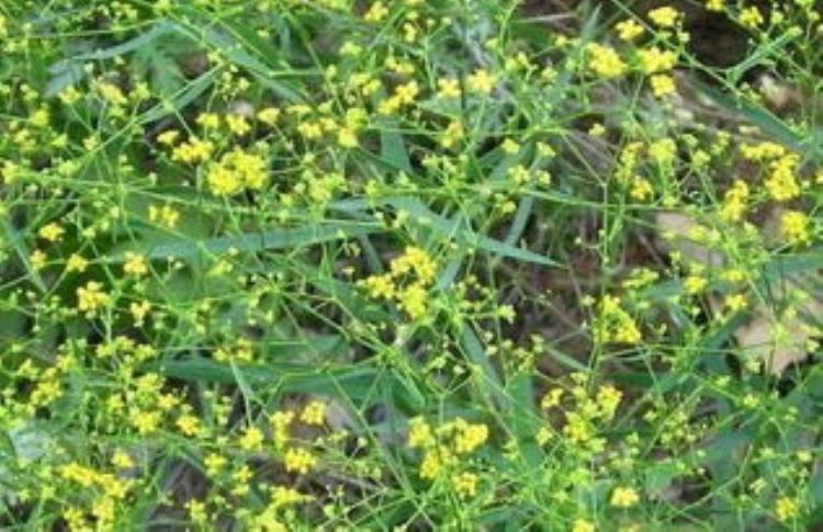 中药材柴胡出苗难把握3关键注意4细节雨季套作轻松能高产