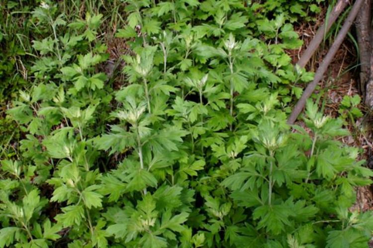 药用艾草种植「全株可入药的艾草种植要点来了」