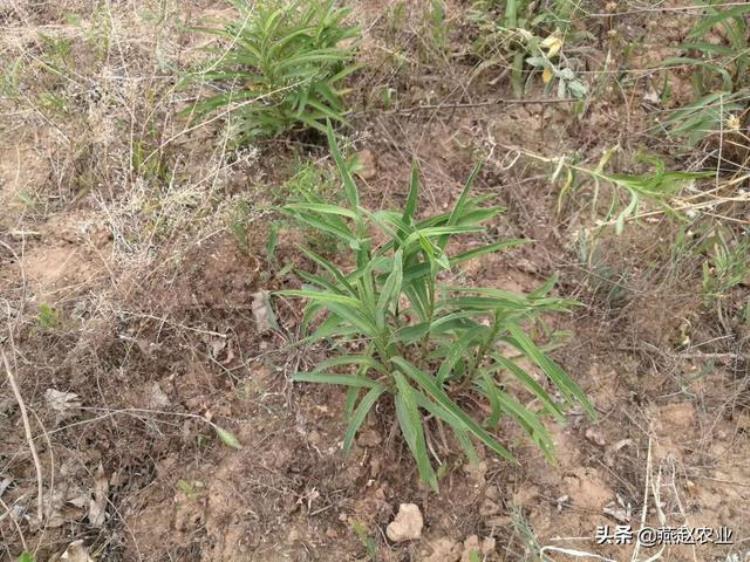 中药材柴胡出苗难把握3关键注意4细节雨季套作轻松能高产