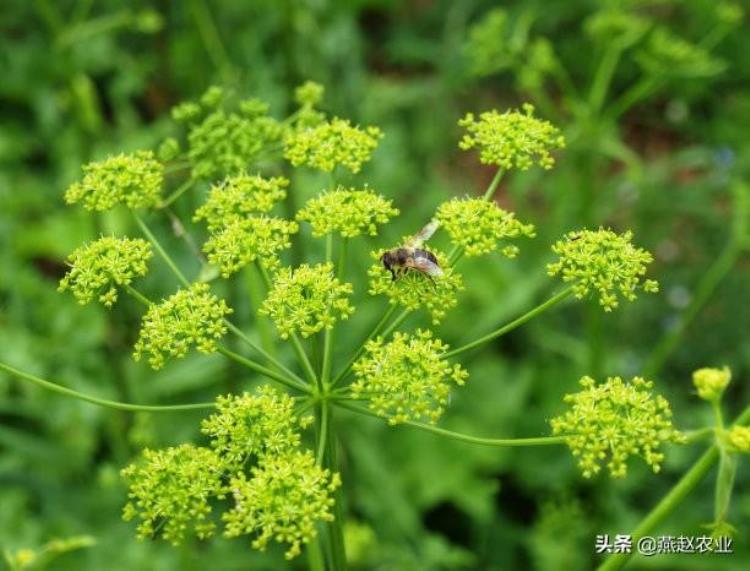 中药材柴胡出苗难把握3关键注意4细节雨季套作轻松能高产