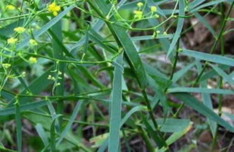 中药材柴胡出苗难把握3关键注意4细节雨季套作轻松能高产