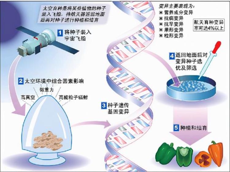 辐射会让人基因突变吗「太空辐射能让人基因突变甚至死亡为什么还能让植物种子变高产」