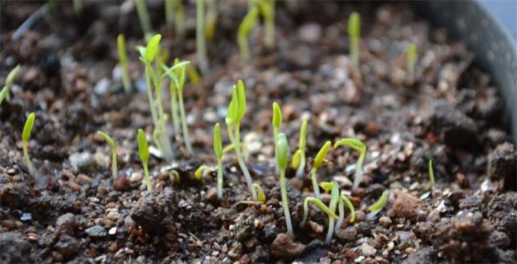 植物种子萌发需要的自身条件和外界条件「植物科普种子萌发的条件是生命物质的构成的基础元素」