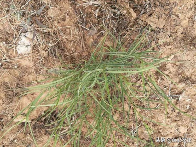 中药材柴胡出苗难把握3关键注意4细节雨季套作轻松能高产