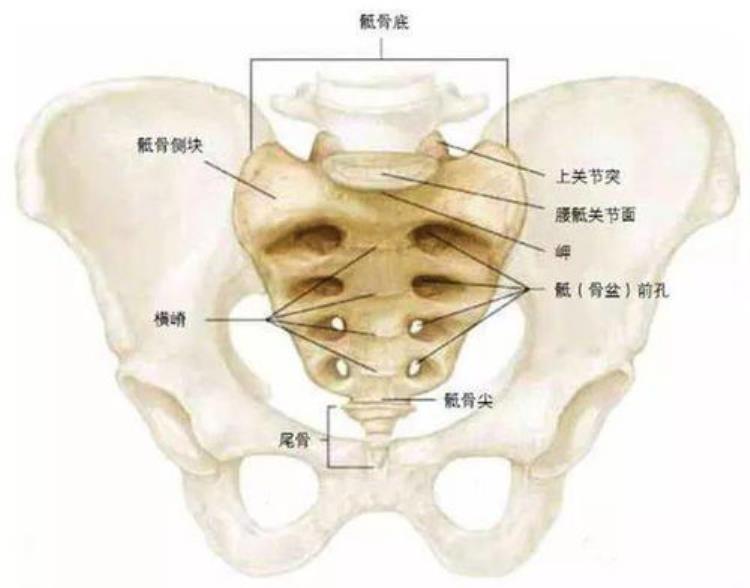 尾骨疼痛的原因和治疗方法「尾骨疼痛的发病因素和治疗方法」