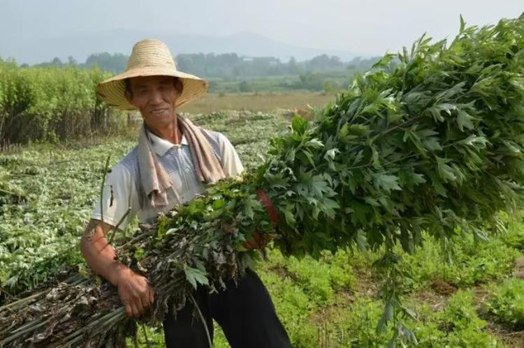 药用艾草种植「全株可入药的艾草种植要点来了」