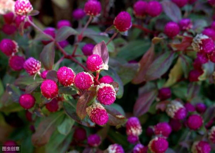 千日红几年生花卉「千日红植株矮花量小心生一计株型饱满花量大品质佳」