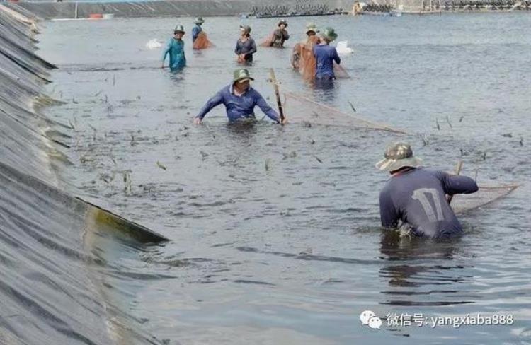 虾去了壳还能补钙吗「虾蜕不了壳只有钙的原因吗其实还有更重要的原因」