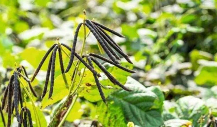 识别植物种子「轻松认识植物种子」