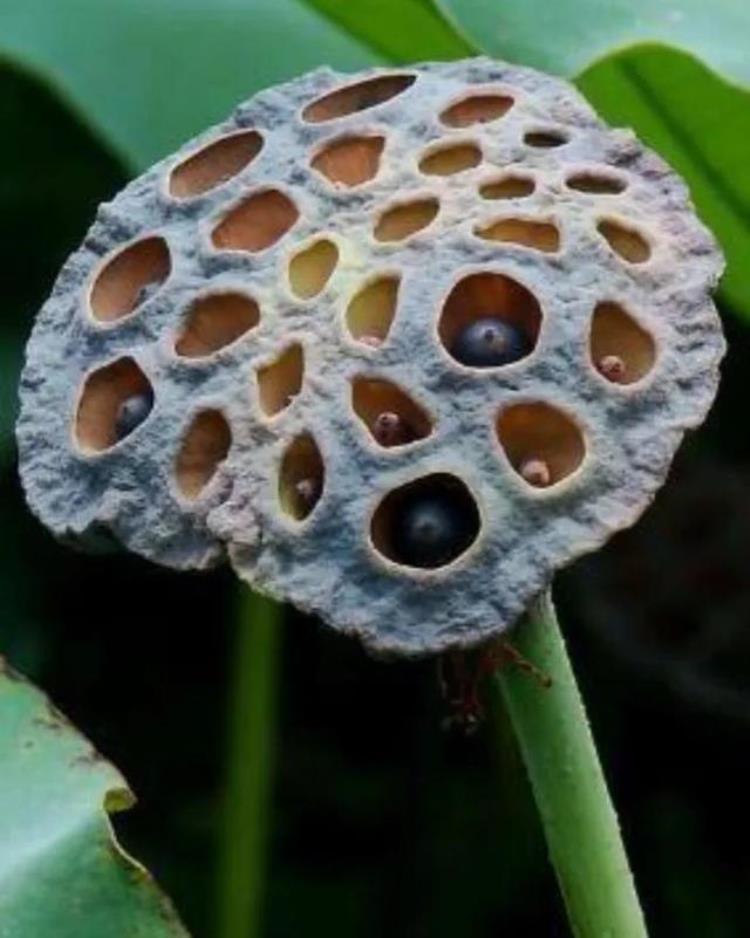 识别植物种子「轻松认识植物种子」