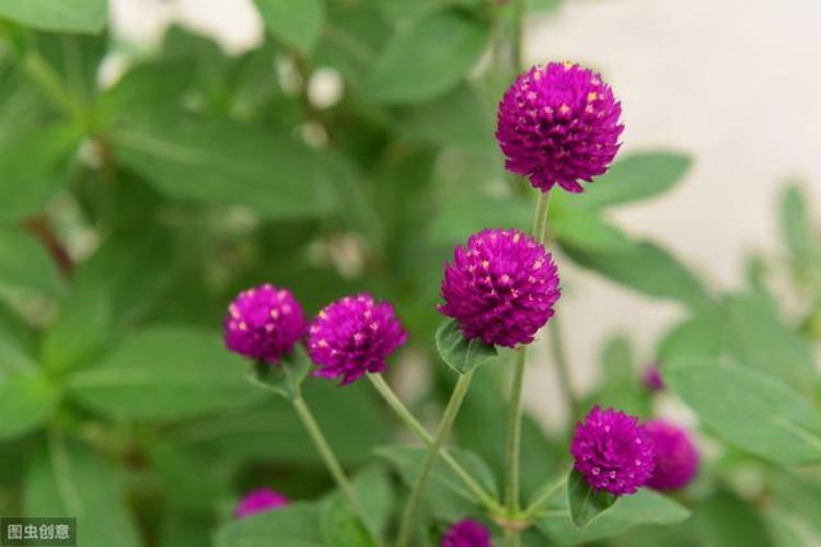 千日红几年生花卉「千日红植株矮花量小心生一计株型饱满花量大品质佳」