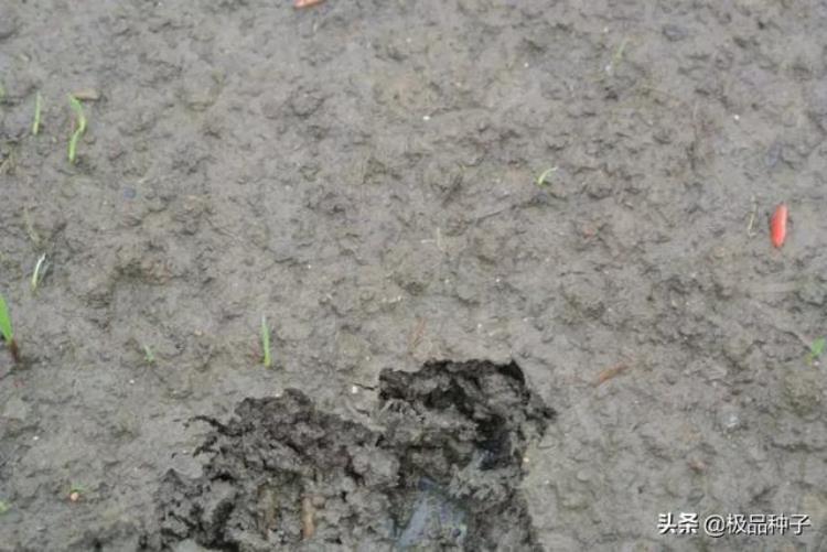 水稻干籽浸种催芽技术解决水稻发芽低的问题「水稻干籽浸种催芽技术解决水稻发芽低的问题」