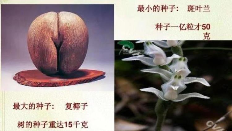 识别植物种子「轻松认识植物种子」