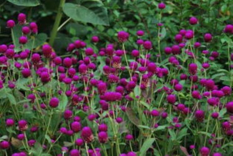 千日红几年生花卉「千日红植株矮花量小心生一计株型饱满花量大品质佳」