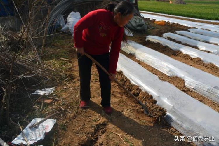 现在种土豆行不行「农民种土豆发了家为何今年不敢种植了夫妻俩开始打擂台」