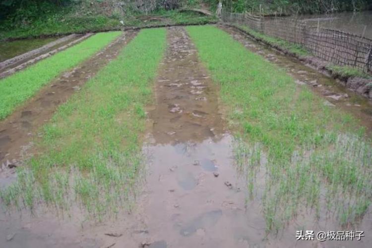 水稻干籽浸种催芽技术解决水稻发芽低的问题「水稻干籽浸种催芽技术解决水稻发芽低的问题」