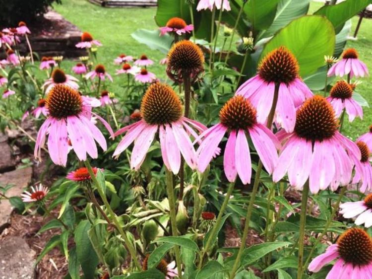 松果菊种植时间和方法「可以养花盆里的松果菊可以保持多年生长播种时要讲究技巧」