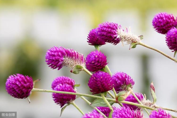 千日红几年生花卉「千日红植株矮花量小心生一计株型饱满花量大品质佳」